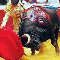 20061030141109-toros.jpg