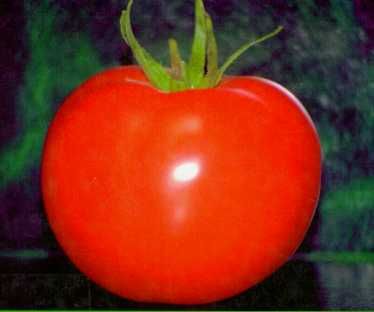 20071030235623-tomate-chonto.jpg